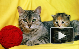 Кот-мститель на Youtube прославился на весь интернет тем, как жестко отреагировал на преследования человека Кот-мститель на Youtube прославился на весь интернет тем, как жестко отреагировал на преследования человека