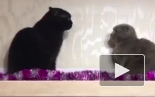 Эпичная битва котов набирает популярность в интернете