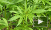 За рассаду марихуаны в Петергофе торговцам дали по 5 лет колонии