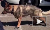 В Вене из-за сильной жары полицейских собак обули в ботинки