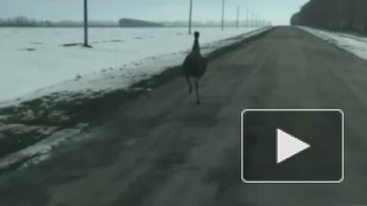 Видео: В Воронежской области был замечен бодро бегающий по дороге страус