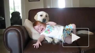 собака вылизывает ребенка