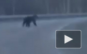 Забавное видео из Башкирии: медведь выбежал на дорогу