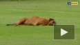 Собака уснула на поле во время футбольного матча в Параг...