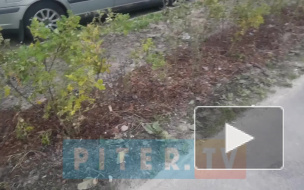 Активисты посадили во дворе своего дома 70 зеленых кустов