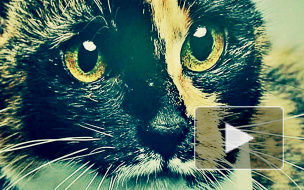 Кошки vs кошконенавистники: победили пушистые