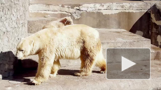 Белый медвежонок в Ленинградском зоопарке растрогал петербуржцев до слез
