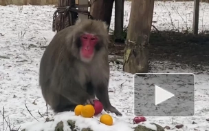 В Ленинградском зоопарке показали, как японские макаки чистят мандарины