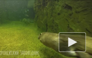 Появилось милое видео ныряющих бобров в заповеднике Воронежа