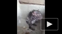 Видео с принимающей душ крысой взорвало сеть