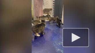 Трем питомцам "Республики котов" нашли место жительства и работы в учреждениях культуры