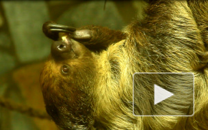 Ленивых ленивцев в Ленинградском зоопарке заставляют делать зарядку