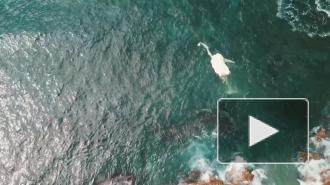 Мертвый кит привлек стаю огромных акул-людоедов