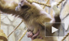 Ленинградский зоопарк выбирает имя малышу гиббона