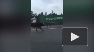 Петербуржцы сняли на видео быка, бегущего по КАД