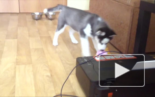 В Петербурге у женщины украли щенка хаски, который стоит от 20 тысяч рублей