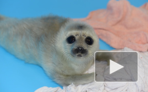 Спасенная маленькая нерпа Ксюша чувствует себя хорошо