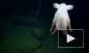 У берегов США сняли на видео редкого ушастого осьминога "Дамбо"