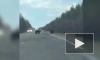 Видео из Приамурья: три медведя вышли на прогулку по трассе