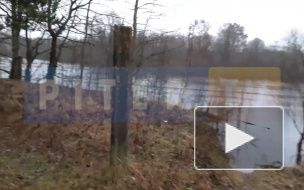 Река Луга вышла из берегов в деревне Мойка