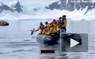 В Антарктиде пингвин спасся от косатки, запрыгнув к туристам в лодку