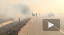 Трогательное видео из Калифорнии: Конь вернулся в огонь, чтобы спасти лошадь и жеребенка