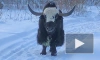 Видео: в Приозерском районе заметили семейство яков