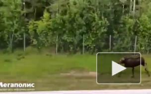 Рядом с Янино очевидцы заметили лося