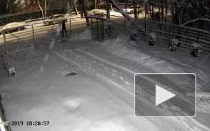 Опубликовано видео падения дерева на мужчину в Пскове