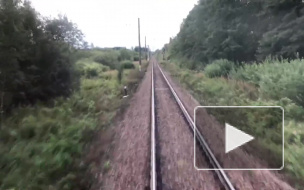 В Петербурге пришлось останавливать электричку из-за упавшего дерева: пассажиры помогали убирать растение с путей