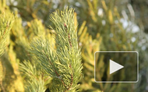 Питерские торговцы устанавливают запредельные цены на елки