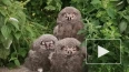 В Московском зоопарке вылупились птенцы полярных сов