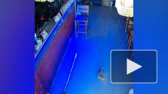 В Анапе котенок дважды украл деньги из пивной