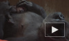 Появилось видео новорожденной редкой гориллы в Америке 