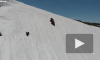 Напряженное видео: Медвежонок карабкается по снежному склону к маме