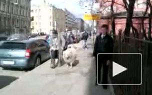 Овцы в городе