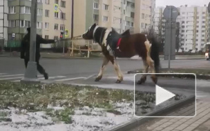 Полицейские задержали лошадь в Муринском парке