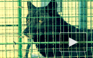 Канадский волк из Купчино нашел себе товарища