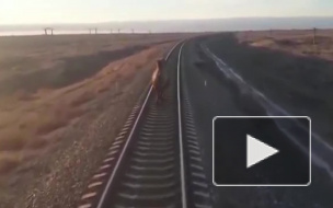 Бегущий по рельсам верблюд задержал поезд на 2 часа в Астраханской области