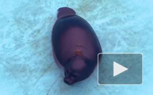 Нерпенок Шлиссик на ближайшие два года останется жить в Репино