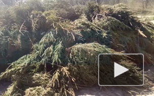 Очевидцы сняли на видео больше сотни выброшенных ёлок рядом с Приморской