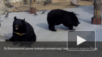 Из питомника под Петербургом сбежал медведь-язвенник: откликается на "Мишу"