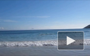 Сотни дельфинов-"самоубийц" атаковали восточное побережье США