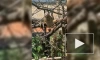 В Ленинградском зоопарке петербуржцам показали ленивцев
