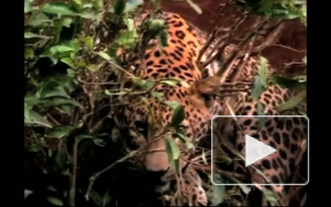 В Индии леопарда спасли из ловушки