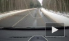 Видео: водитель в Кингисеппском районе чудом спасся от выбежавшей на дорогу лосихи