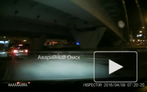 Видео из Омска: Енотовидная собака бодро бегала по городу