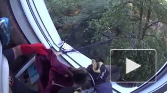 В Петербурге спасли кота, застрявшего на березе