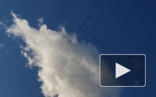 Видео: гуси стаями летят через Ленинградскую область на зимовку