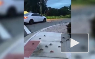 Видео: сотни крабов атаковали Флориду 